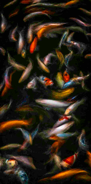 Darron Franta Title: Koi #1