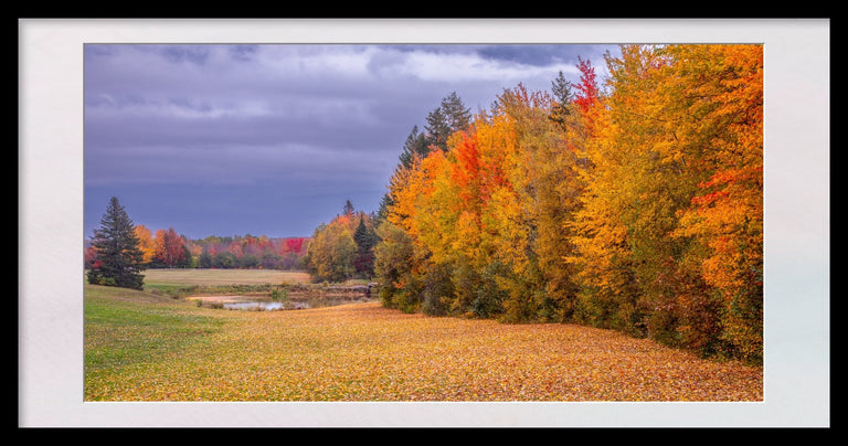 Evans, Martin Title: Nova Scotia's Autumn Carpet