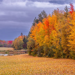 Evans, Martin Title: Nova Scotia's Autumn Carpet