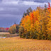 Evans, Martin Title: Nova Scotia's Autumn Carpet