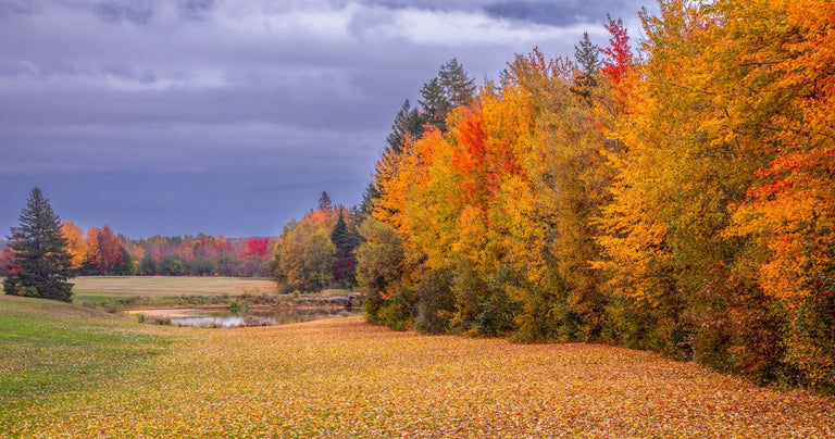 Evans, Martin Title: Nova Scotia's Autumn Carpet