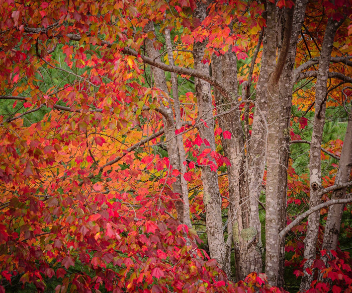 Franta, Darron Title: Blueberry Maple