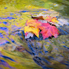 Franta, Darron Title: Reflections of Fall