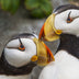 Fulcher, Ann Title: Puffin Love