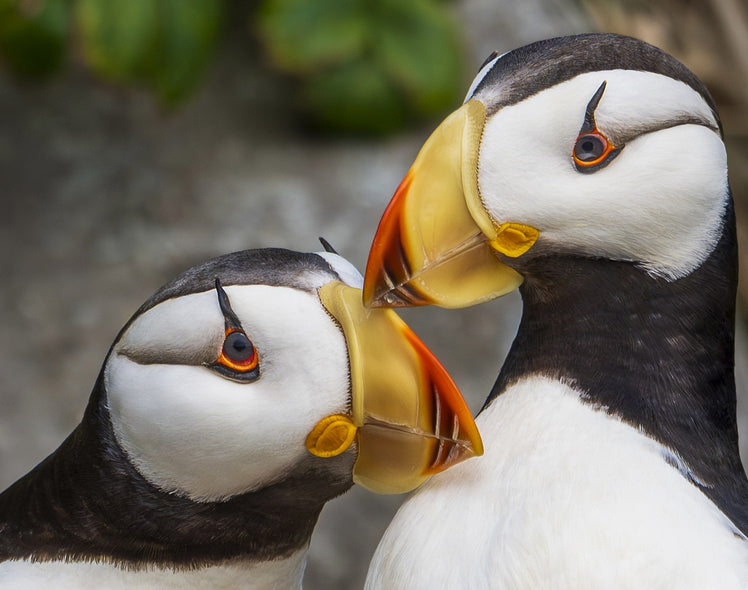 Fulcher, Ann Title: Puffin Love