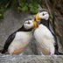 Fulcher, Ann Title: Puffin Love