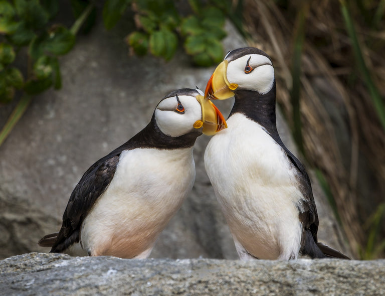 Fulcher, Ann Title: Puffin Love