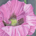 Gena Neidert Title: Pink Poppy