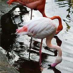 Pam Jewell Title: South African Flamingo