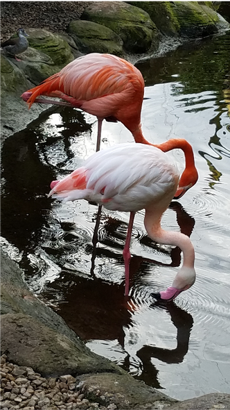 Pam Jewell Title: South African Flamingo