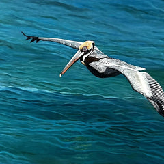 Pam Landreth Title: The Pelican Glide