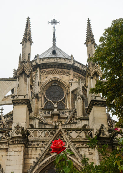 Penny A. Parrish Title: Notre Dame Rose